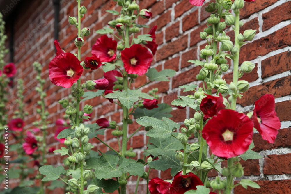 Fototapeta premium Stockrose