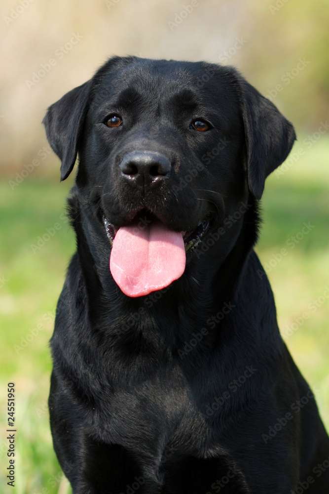 happy dog Labrador Retriever