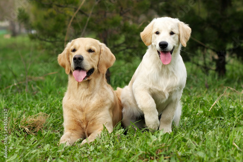 Golden retrievers - puppy and adult dog