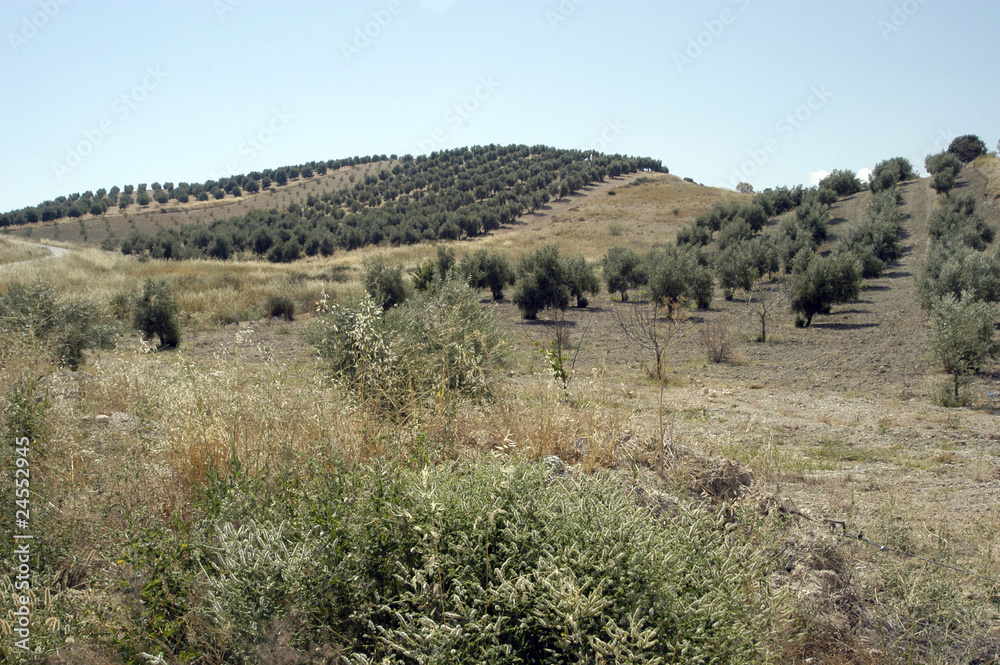 Olivar andaluz 253 Olivar andaluz 253