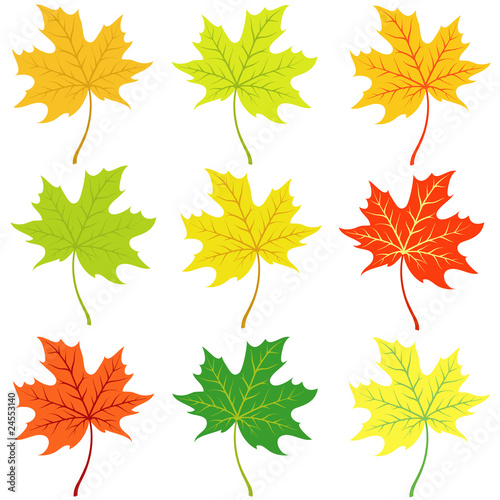 Autumn maple leaflets on a white background