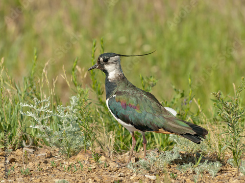 lapwing, bird