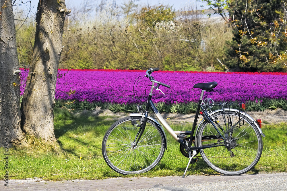 Fototapeta premium Bicycle parked in front of a field of tulips