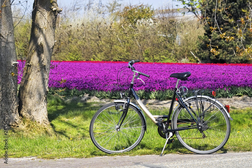 Bicycle parked in front of a field of tulips photo