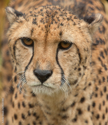 cheetah 7281