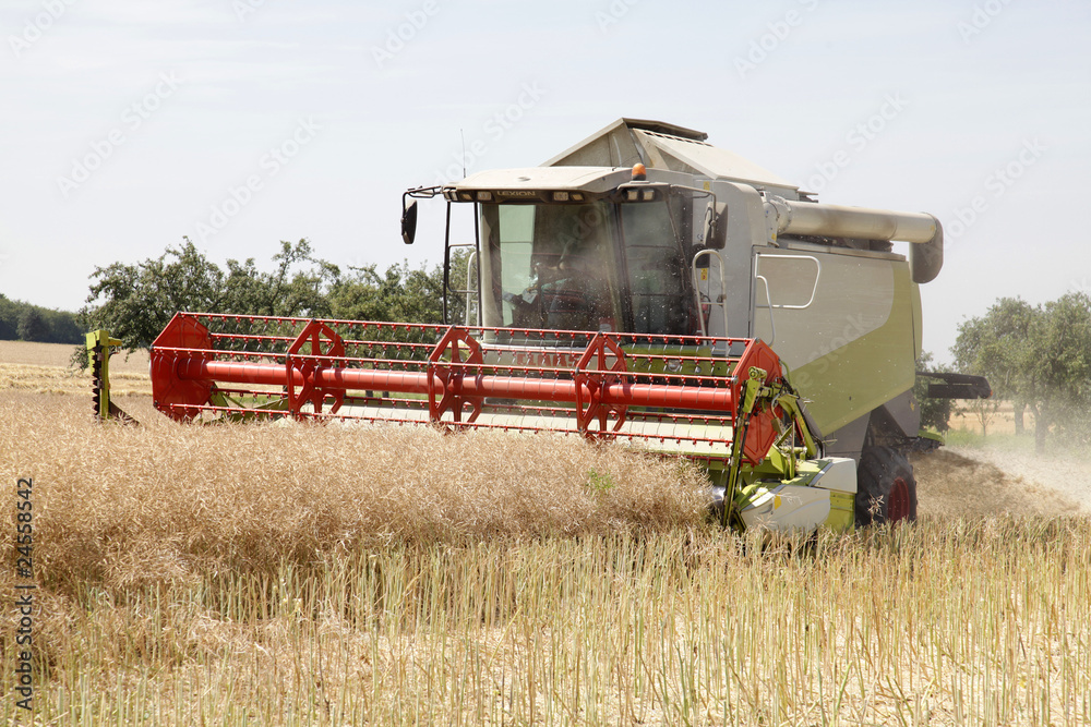 Fototapeta premium rapsernte 14