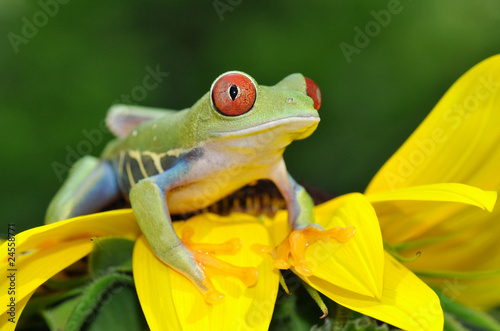 red eyed tree frog on flower