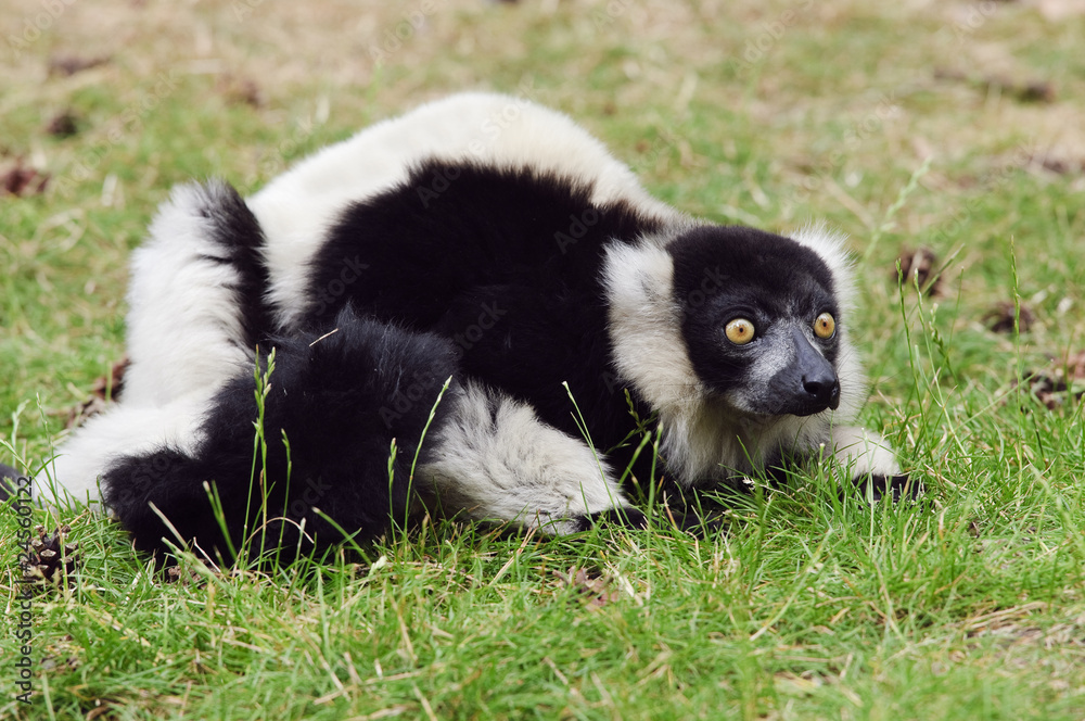 Lemur Lemur