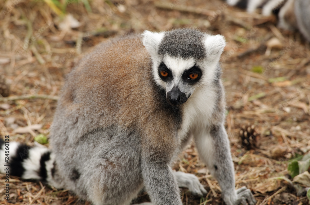 Ring Tailed Lemur