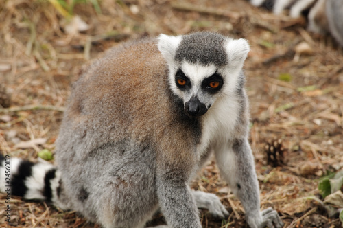 Ring Tailed Lemur © Stephen Meese