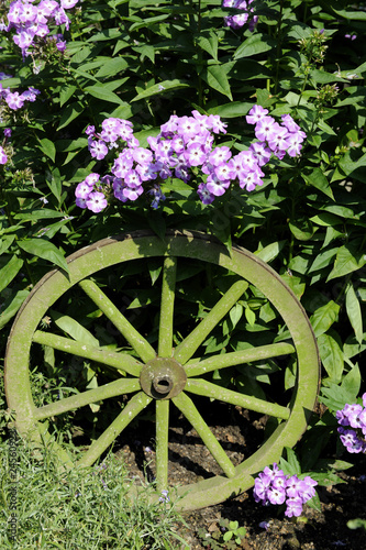 Phlox_d2935 photo