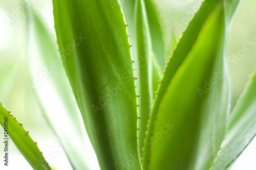 aloe vera