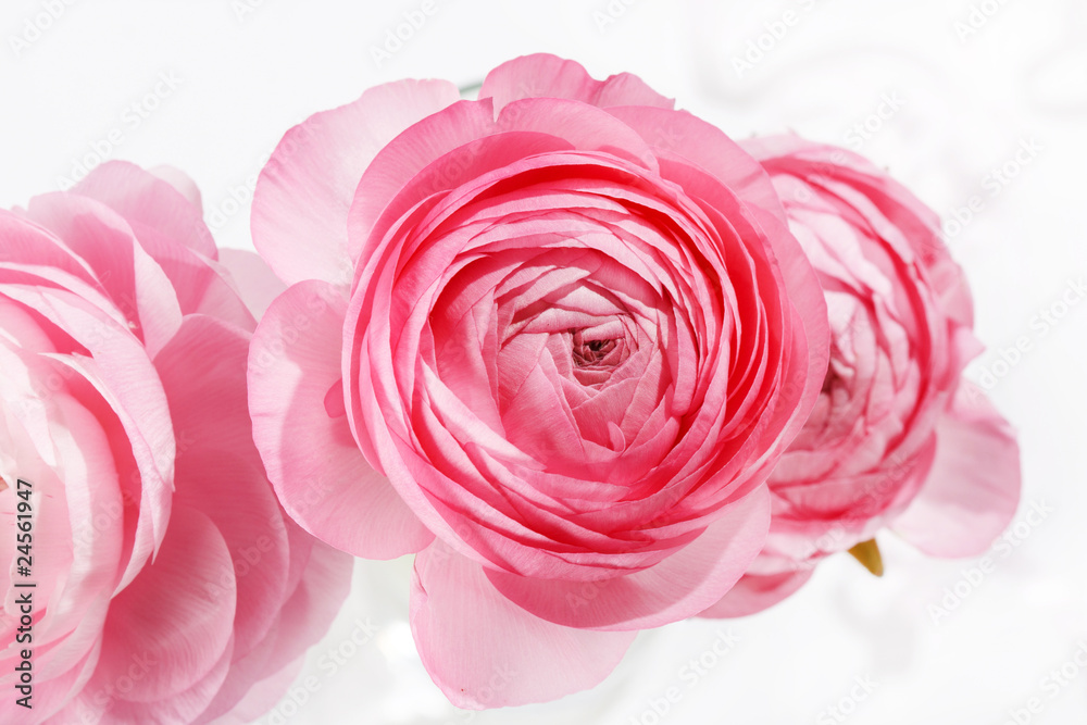Fototapeta premium pink Ranunculus