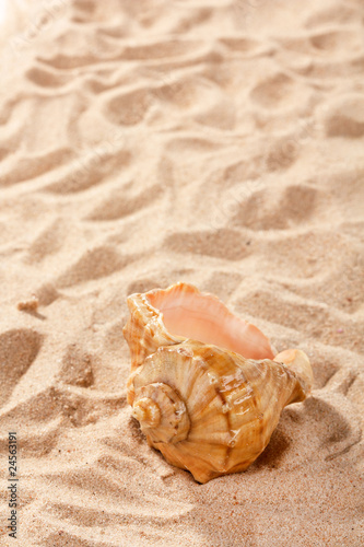 shell on the beach © Maksim Shebeko