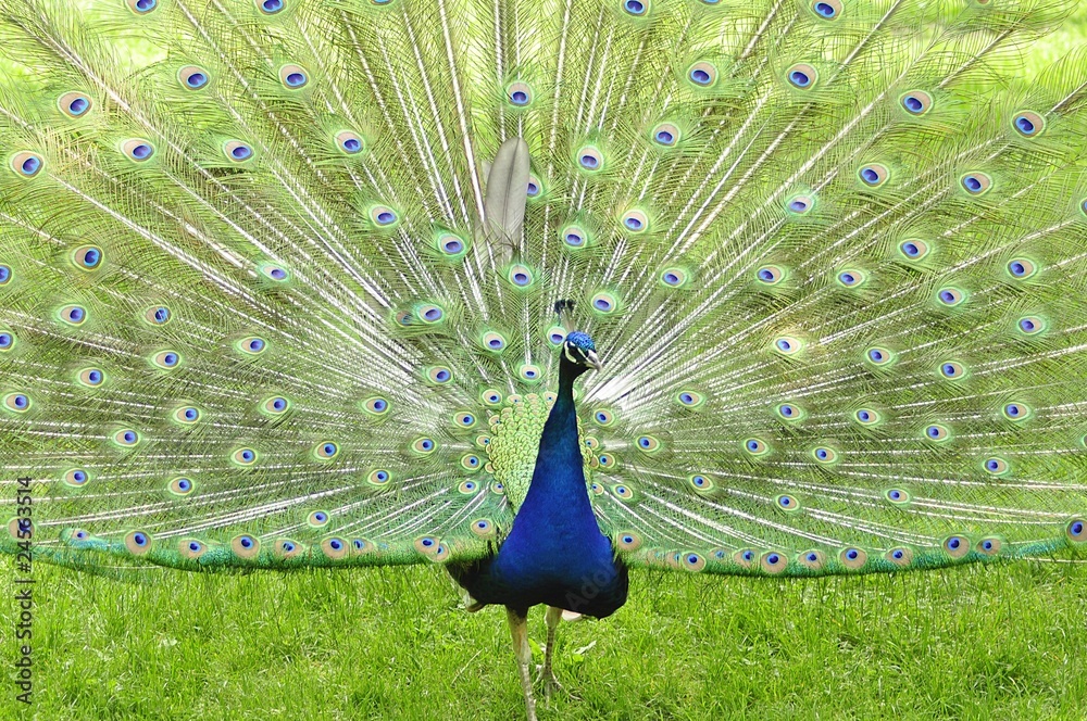 Obraz premium peacock
