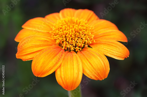 Mexican sunflower