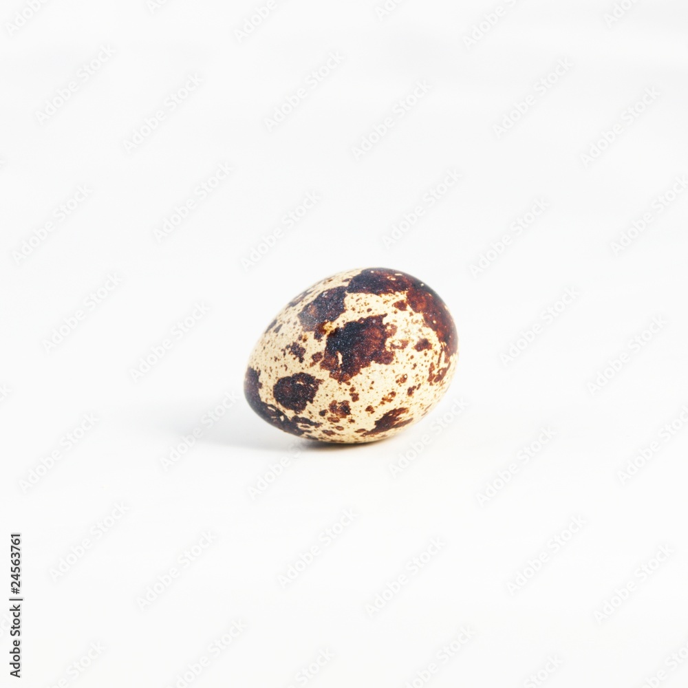 quail egg quail egg