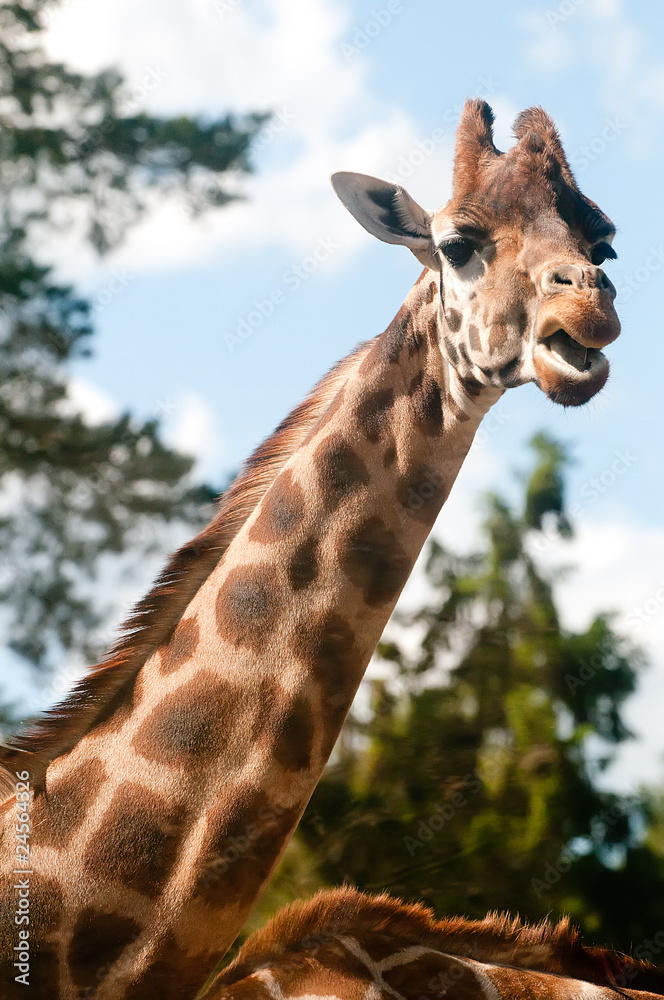 giraff