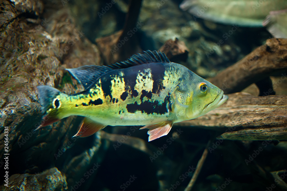 Fototapeta premium tropical fish