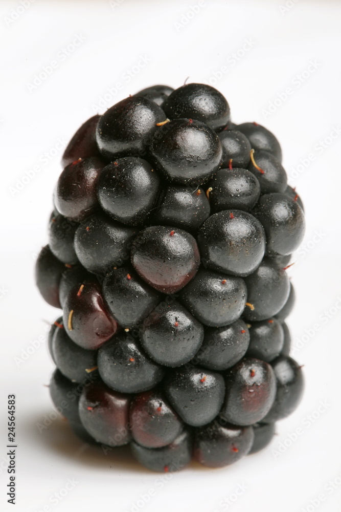 Brombeeren, Brombeere, freisteller, Brombeeren, Brombeere, freisteller,