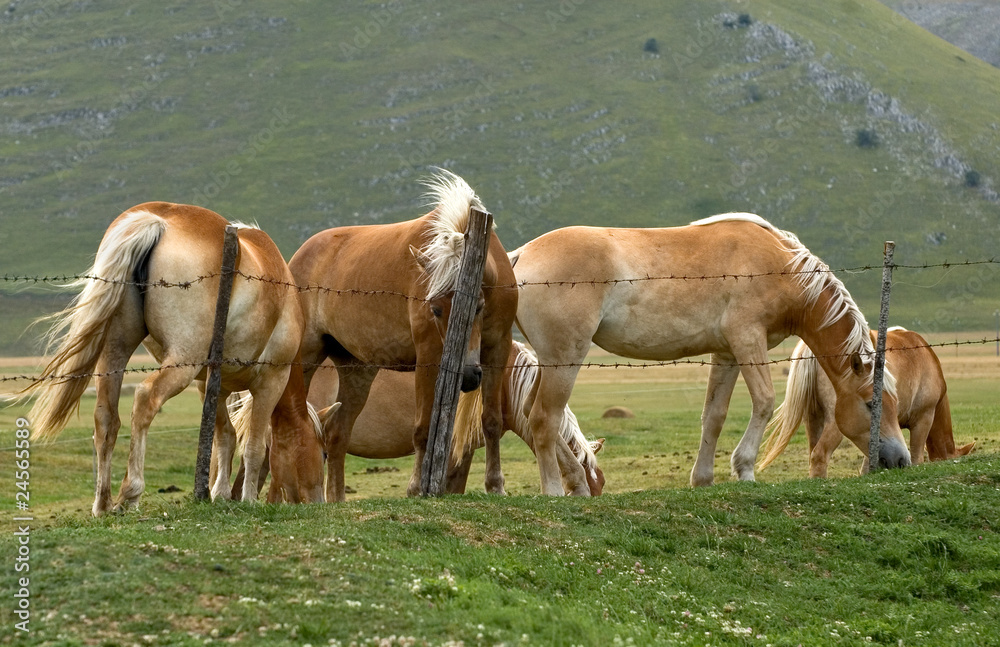 Cavalli a Castelluccio di Norcia Cavalli a Castelluccio di Norcia