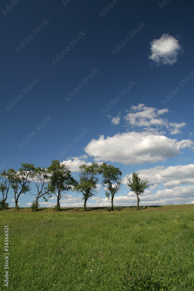 Obraz premium Bäume und Himmel