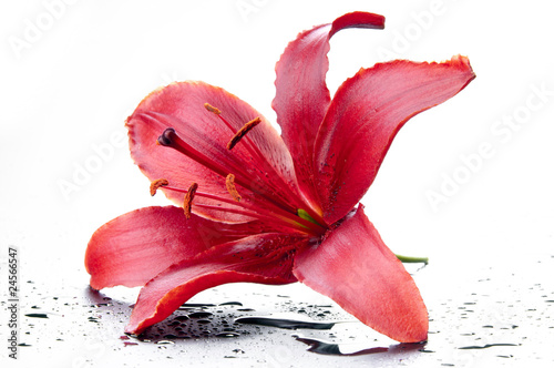 Magnificent red lily photo