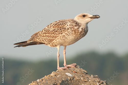 a juvenile of yellow legged-gull / Larus cachinnans photo