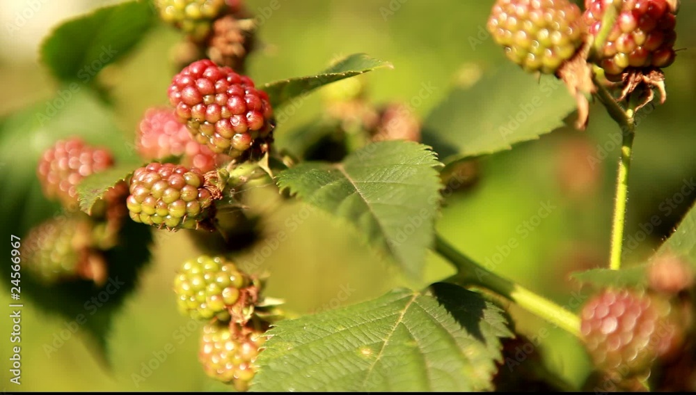 blackberry blackberry