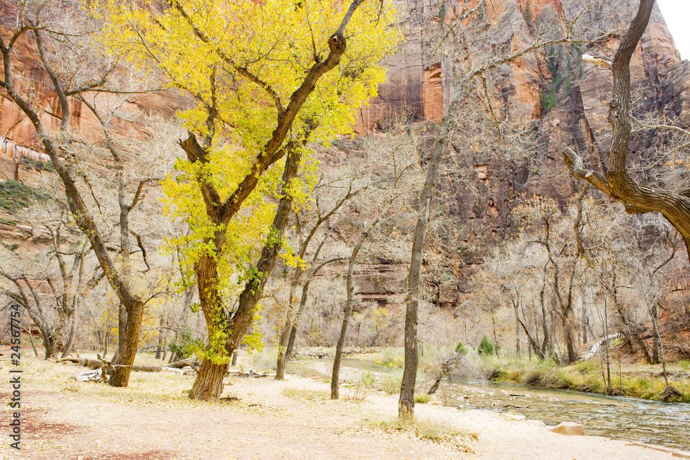 Naklejka premium Zion National Park, Utah, USA