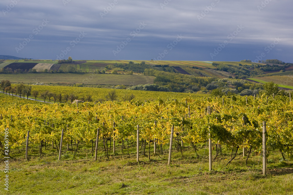 Fototapeta premium vineyards, Czech Republic
