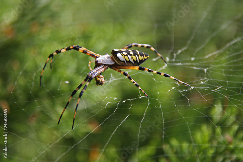 Orb-weaver spider