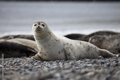 Kegelrobbe, Düne Helgoland,