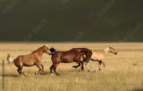 Fotografie Cavalli al galoppo a Castelluccio di Norcia