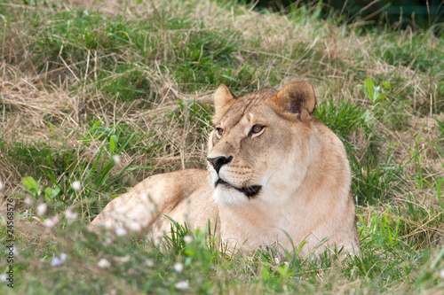 a lioness resting on the grass