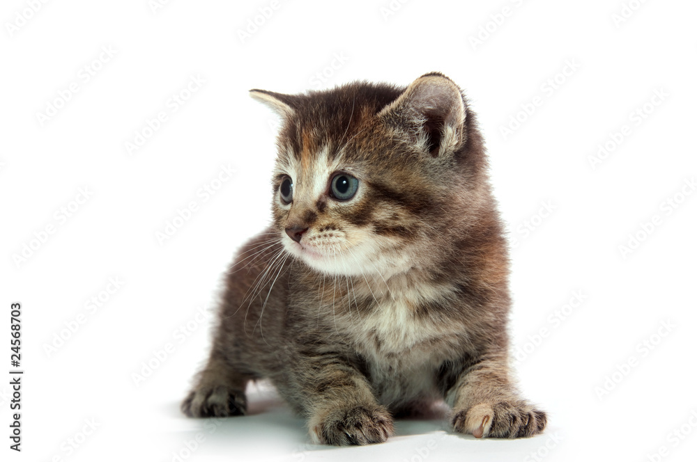 Naklejka premium Cute tabby kitten sitting on whit