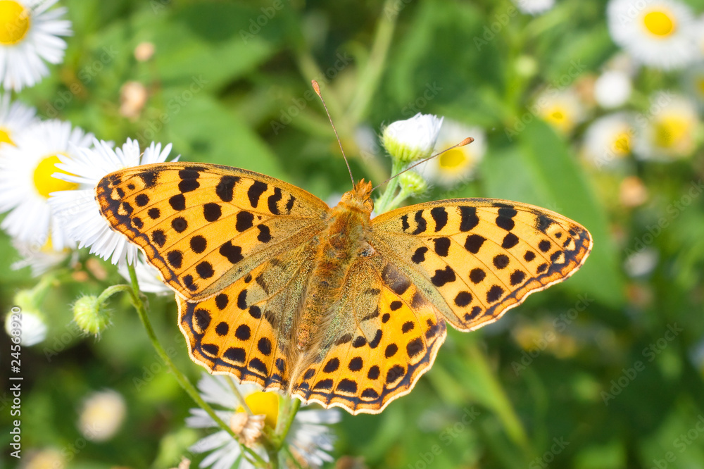 Queen of Spain fritillary / Issoria lathonia Queen of Spain fritillary / Issoria lathonia