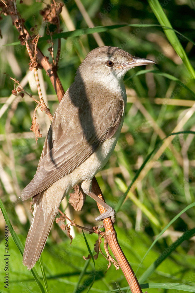 Fototapeta premium great reed warbler ( Acrocephalus arundinaceus )