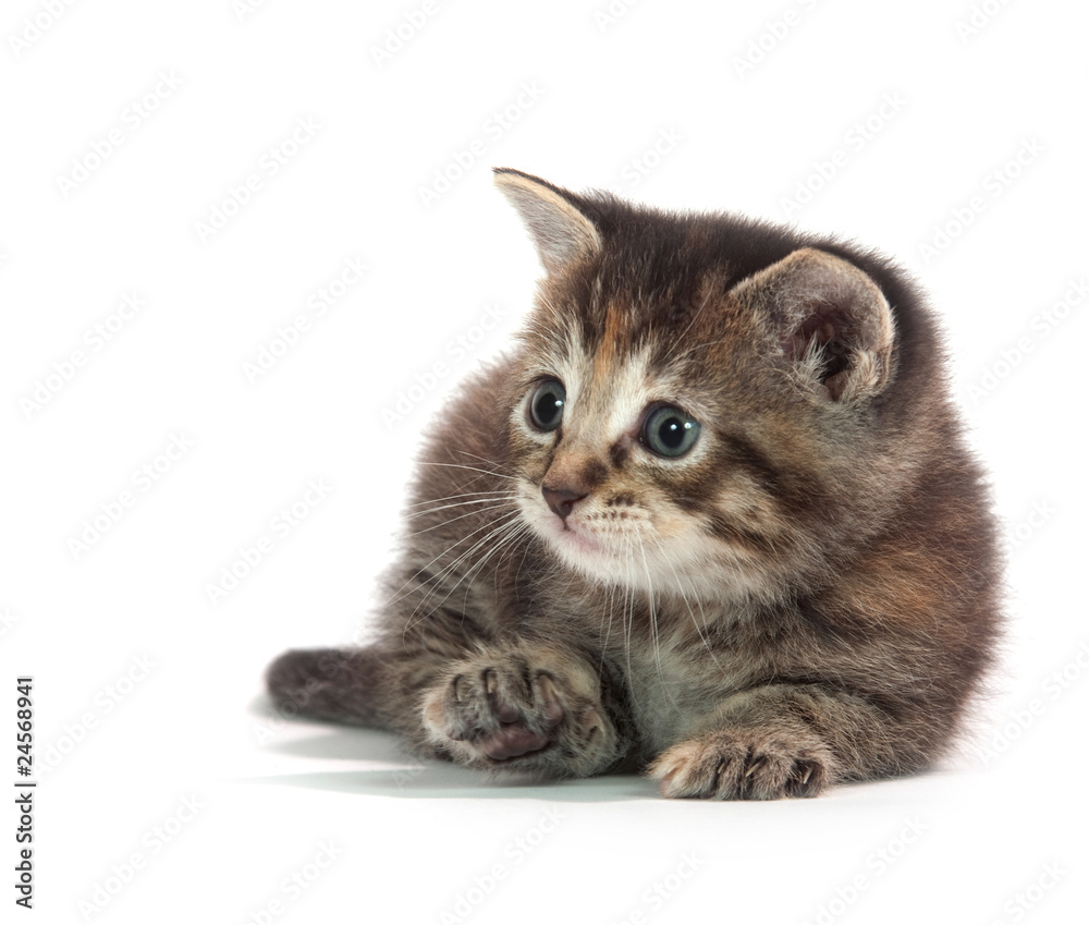 Cute tabby kitten sitting on whit