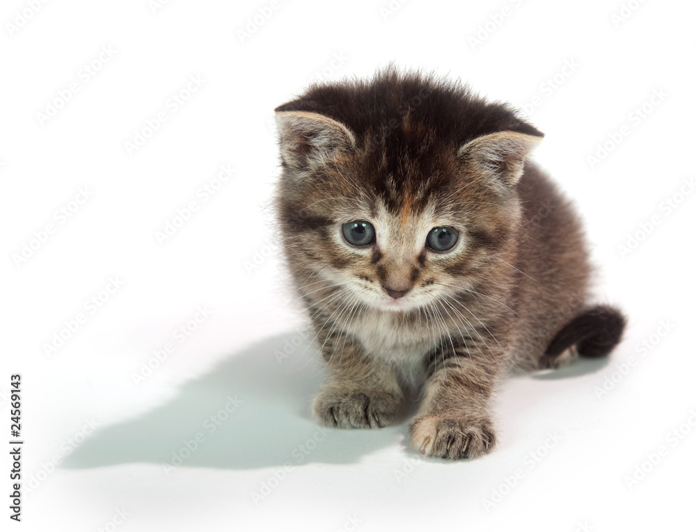 Cute tabby kitten sitting on whit Cute tabby kitten sitting on whit