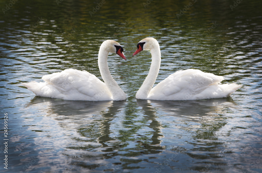 Fototapeta premium Cob and Pen Swans