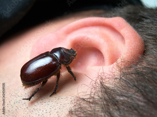 Bug in the ear