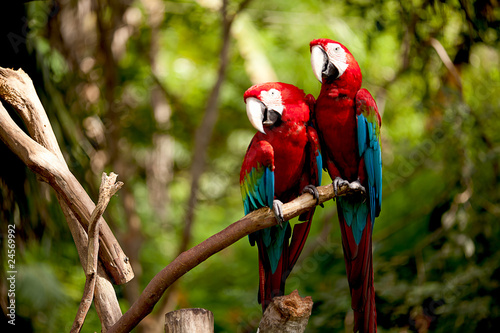 Colorful scarlet macaw perched on a branch photo