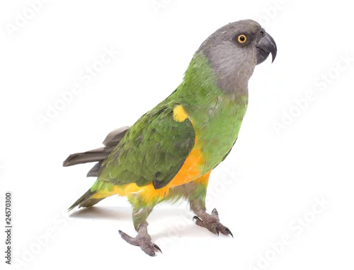Obraz perroquet vert et jaune sur fond blanc
