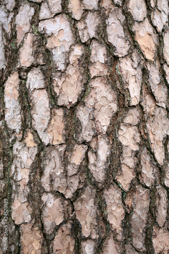 Fototapeta Naklejka Na Ścianę i Meble -  Pine tree bark