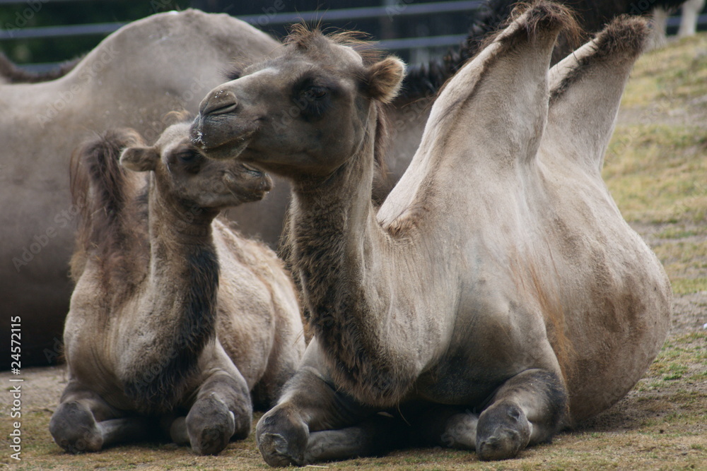Fototapeta premium camel