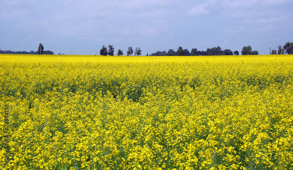Obraz premium Rape field