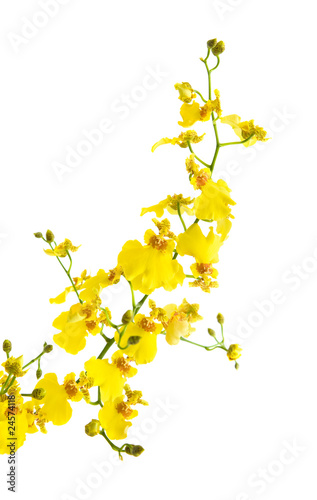 Fototapeta Naklejka Na Ścianę i Meble -  bright yellow Oncidium orchid