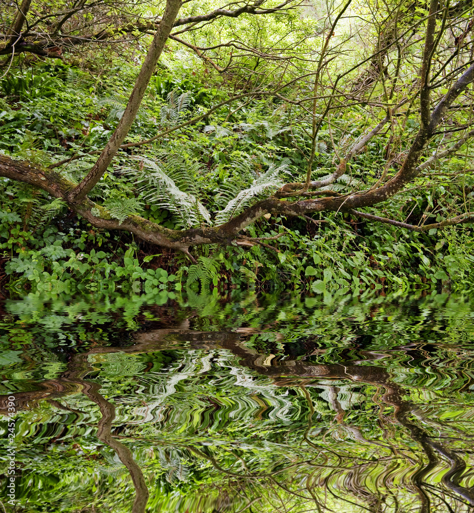 rain forest with mirroring in water level rain forest with mirroring in water level