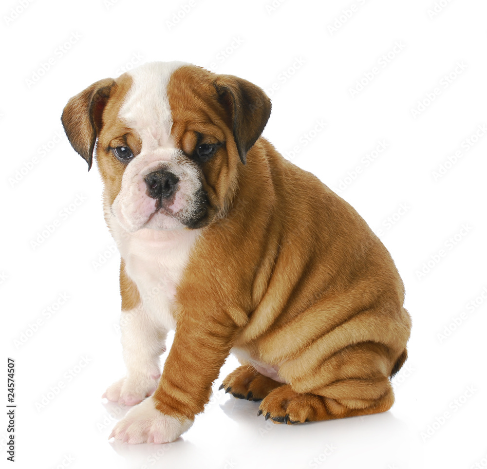 Obraz premium english bulldog puppy